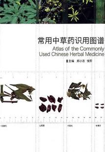 家庭教师之右手守护